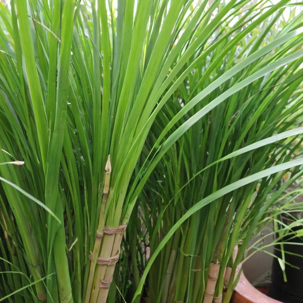 Lemongrass